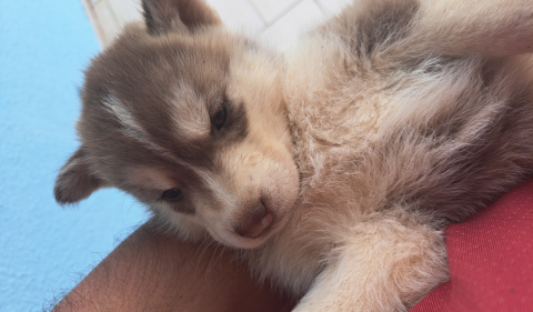 Husky siberiano